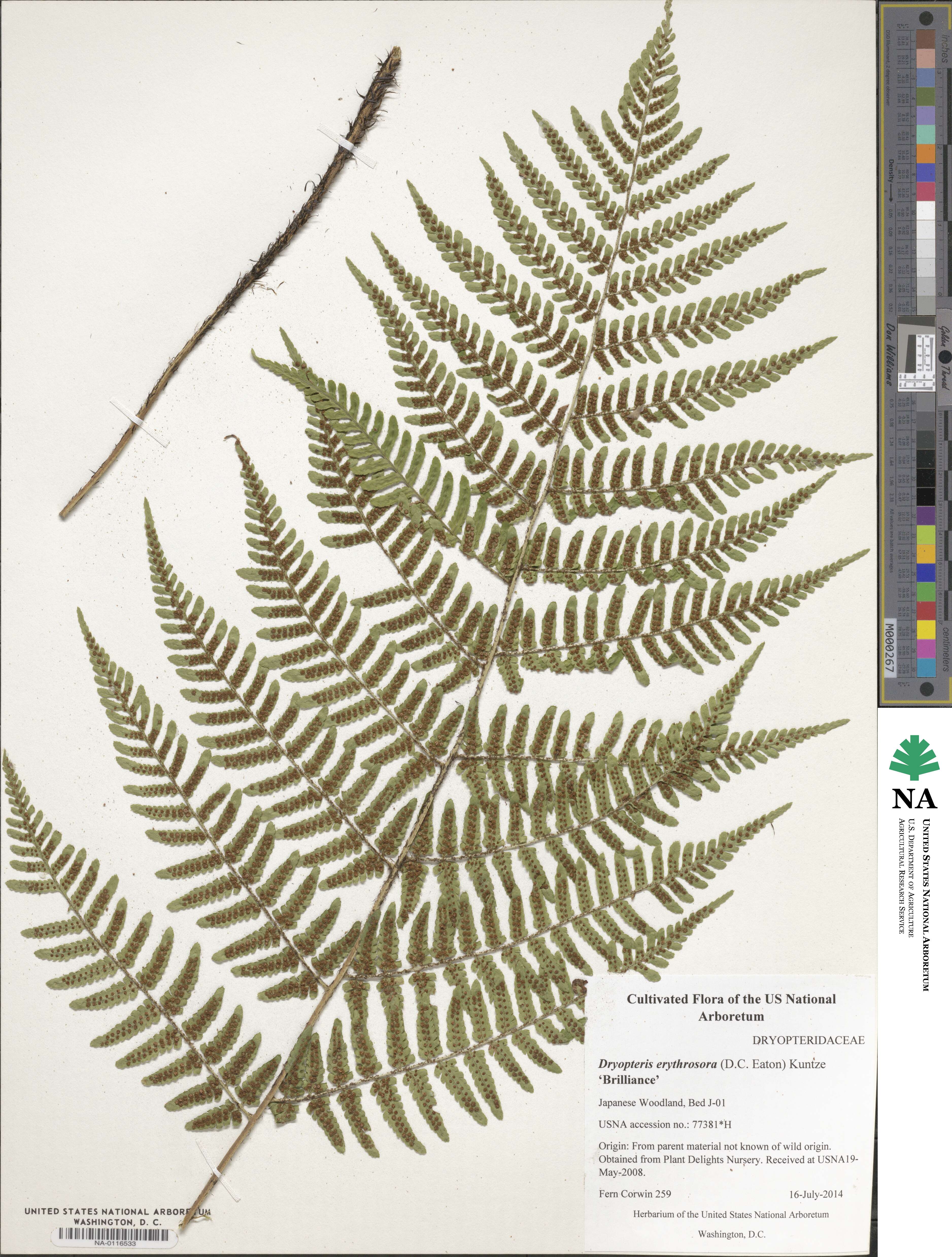 Dryopteris erythrosora 'Brilliance' image