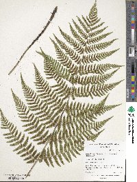 Dryopteris erythrosora image