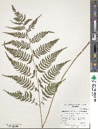 Anisocampium niponicum image