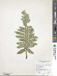 Polystichum retrosopaleaceum image