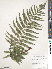 Dryopteris crassirhizoma image