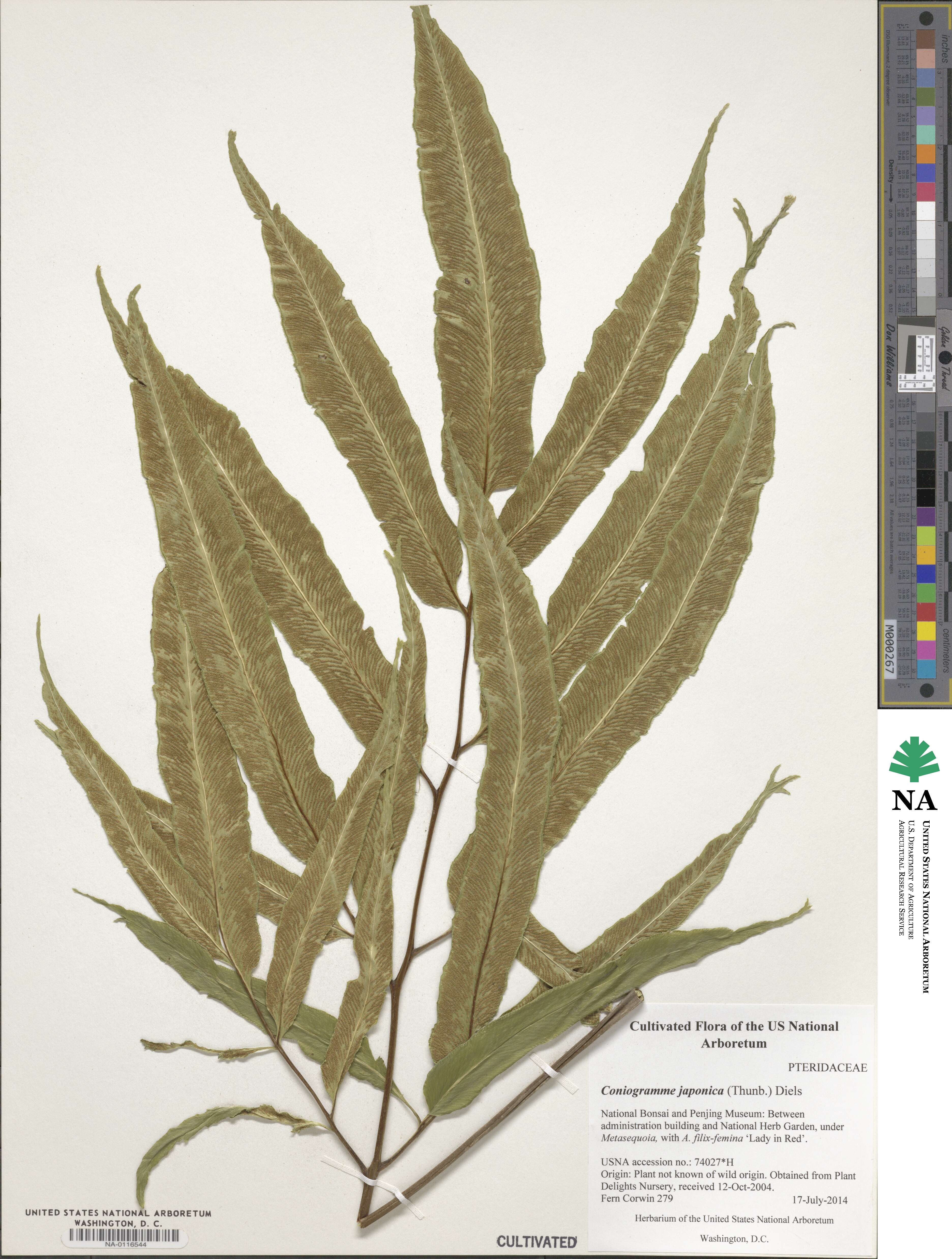 Coniogramme japonica image