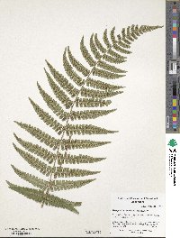 Dryopteris wallichiana subsp. wallichiana image