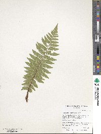 Dryopteris crassirhizoma image