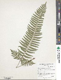 Polystichum tripteron image