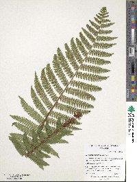 Dryopteris crassirhizoma image