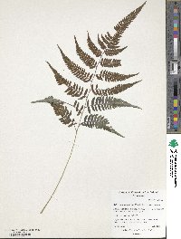 Anisocampium niponicum image