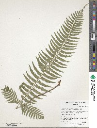 Polystichum tripteron image