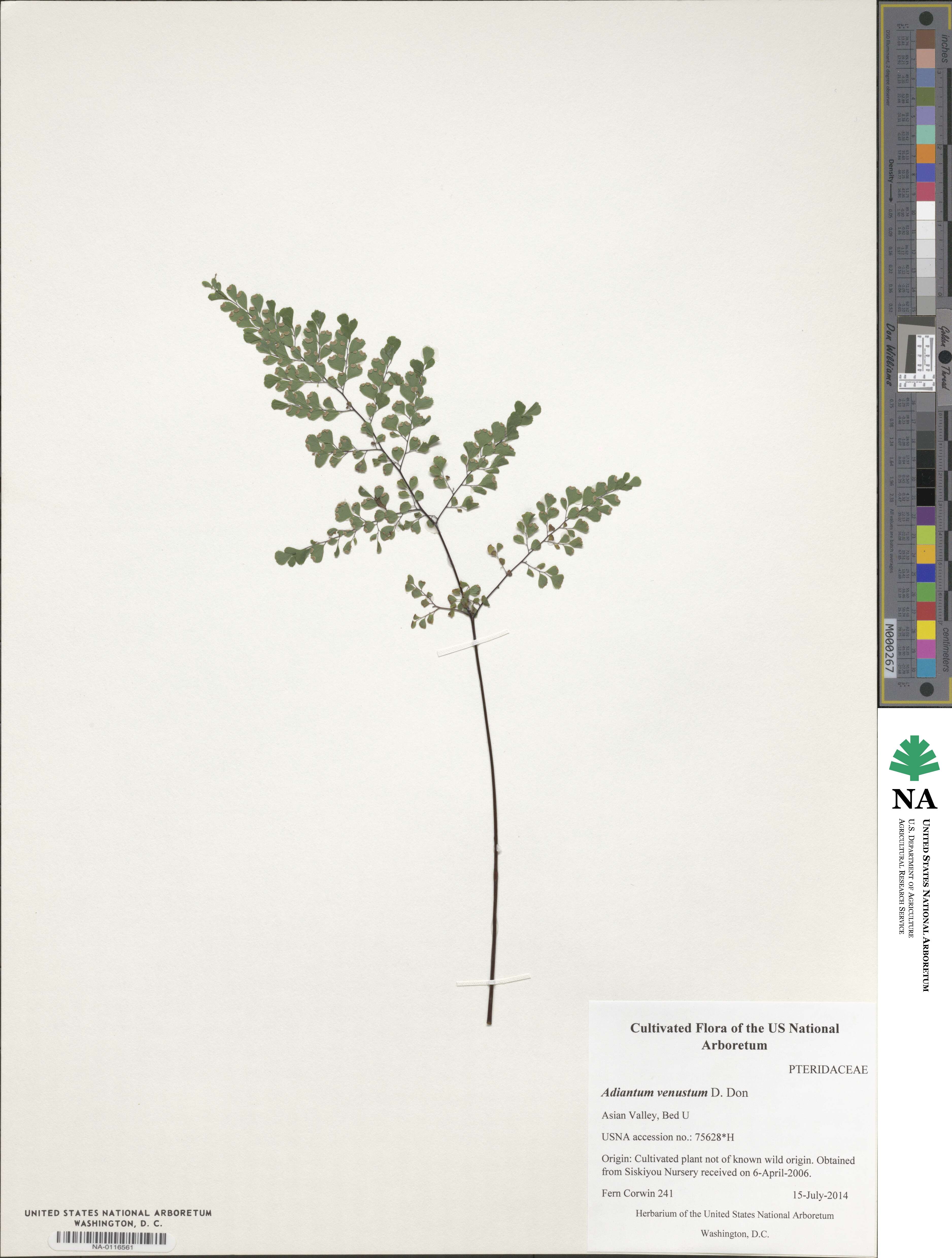 Adiantum venustum image