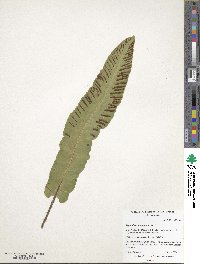 Asplenium scolopendrium image