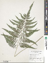 Anisocampium niponicum image