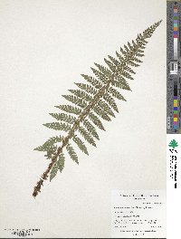 Image of Polystichum makinoi