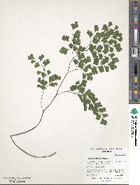 Adiantum capillus-veneris image