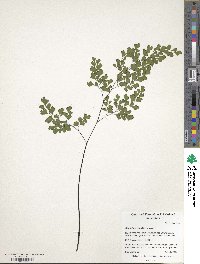 Adiantum capillus-veneris image