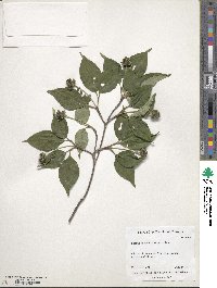 Cornus kousa image