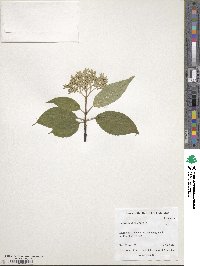Cornus walteri image