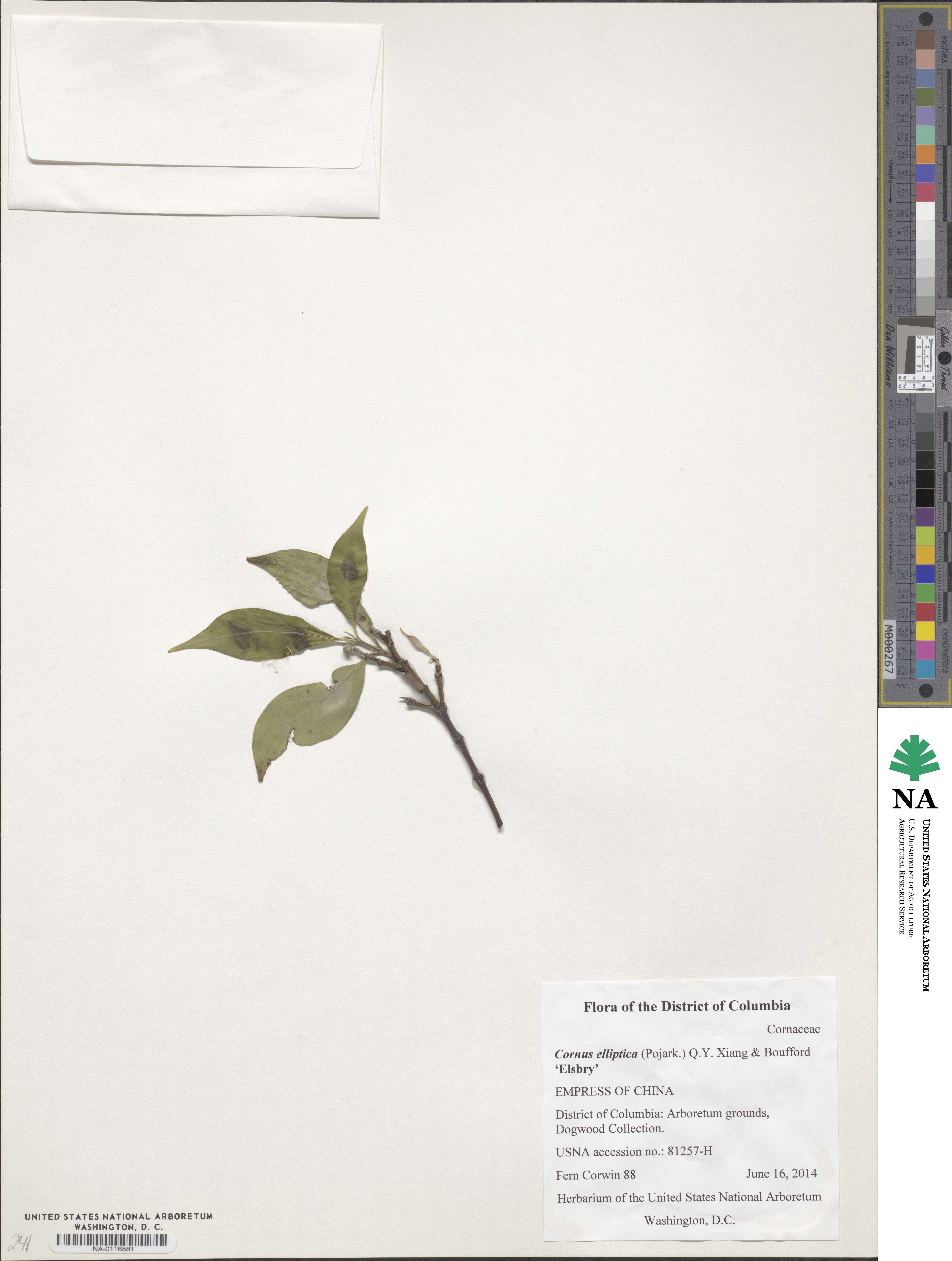Cornus capitata image