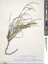 Ephedra intermedia image