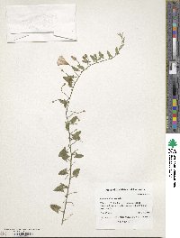 Convolvulus arvensis image