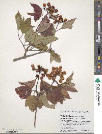 Viburnum opulus var. americanum image