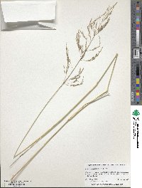 Eragrostis curvula image