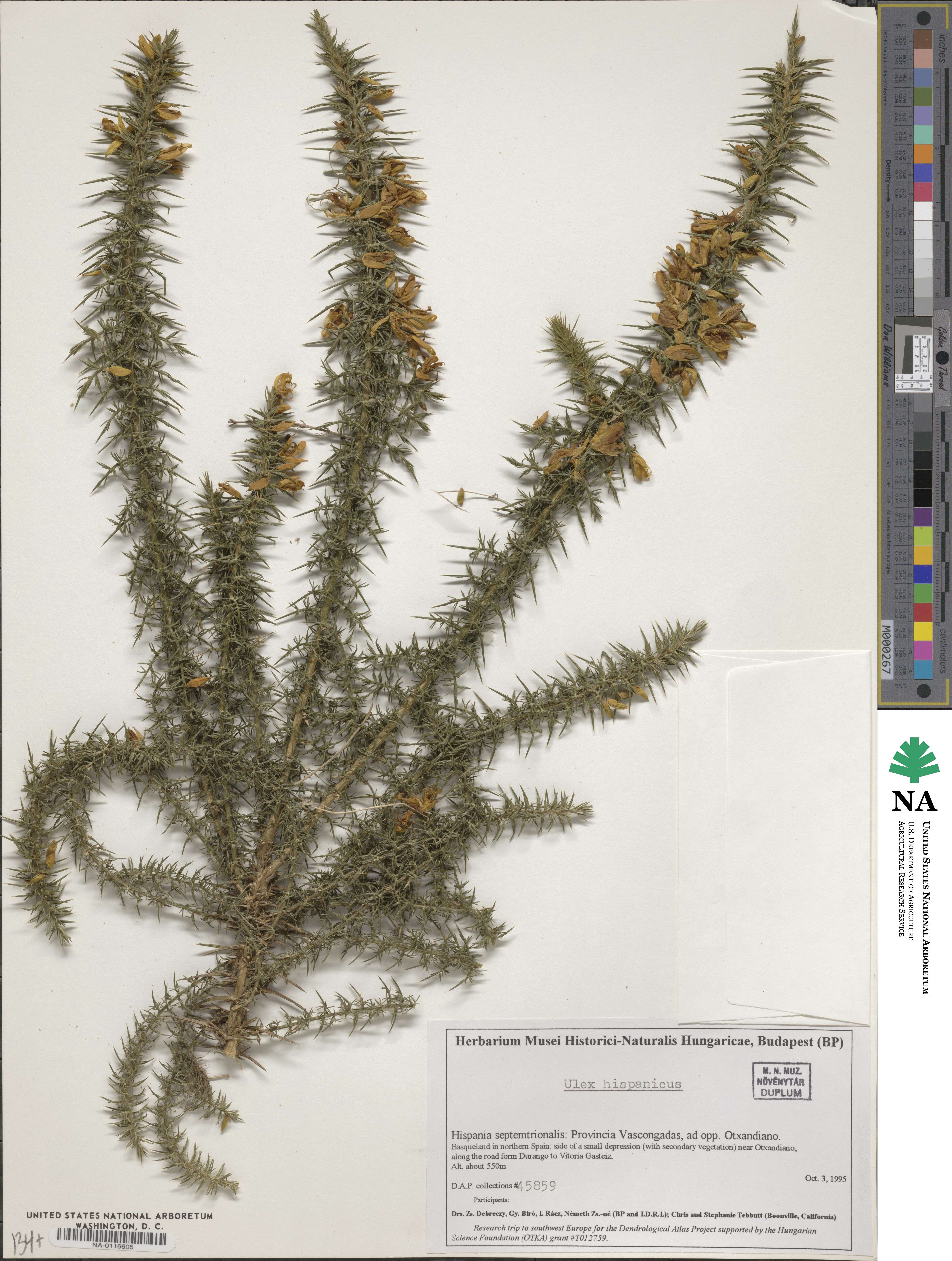 Ulex hispanicus image