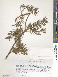 Image of Torreya fargesii