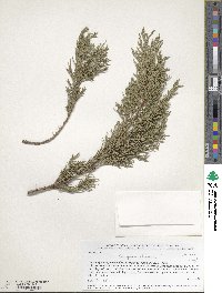 Juniperus chinensis image