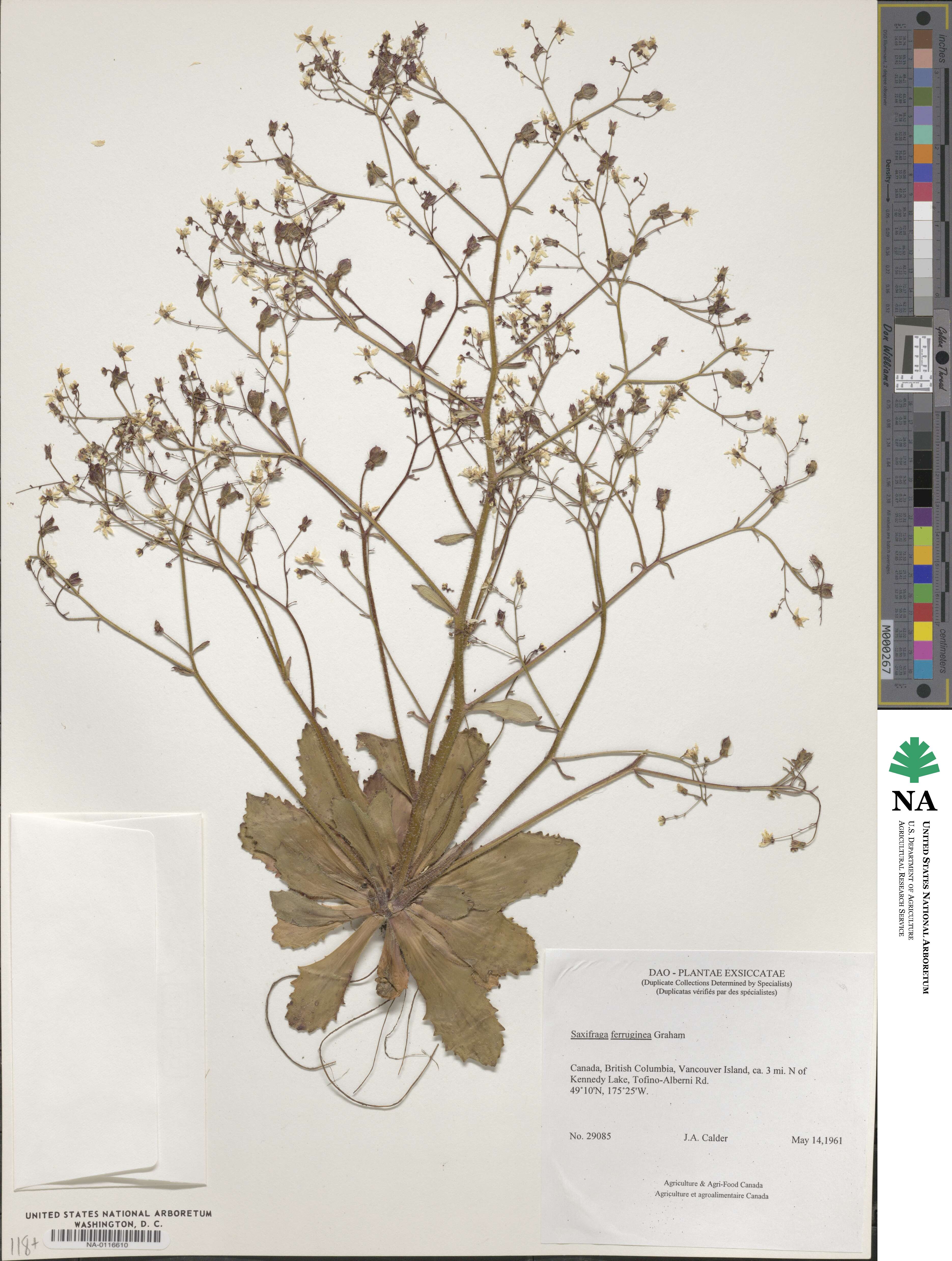 Micranthes ferruginea image