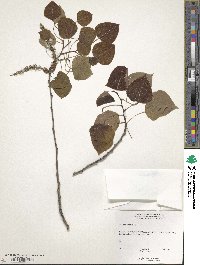 Populus tremuloides image