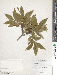 Carya cordiformis image