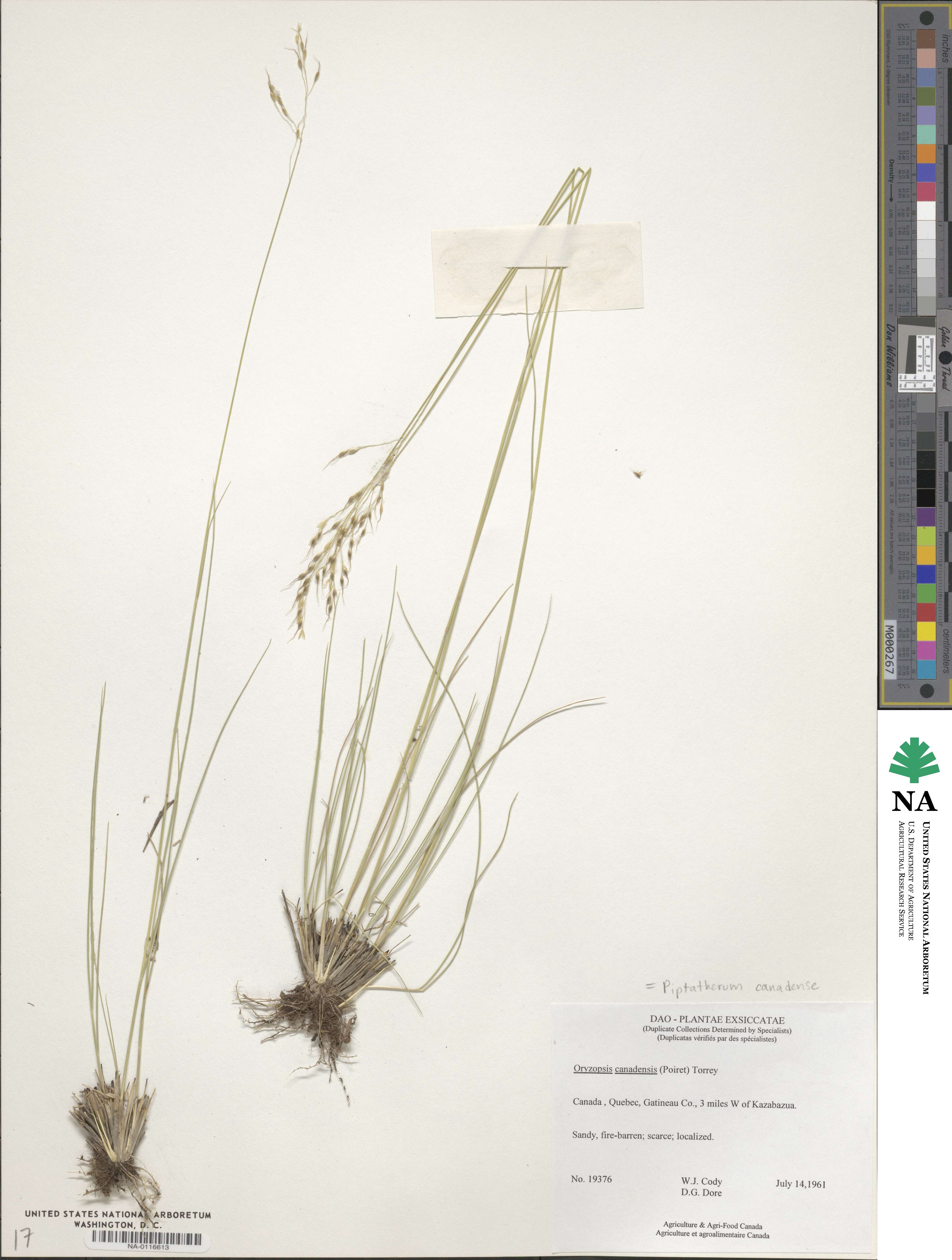 Piptatheropsis canadensis image