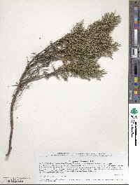 Juniperus sabina image