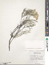 Ericameria nauseosa image