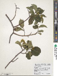 Celastrus scandens image