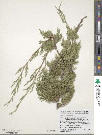 Juniperus virginiana image