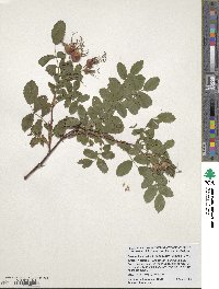 Rosa acicularis image