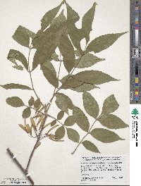 Fraxinus pennsylvanica var. pennsylvanica image