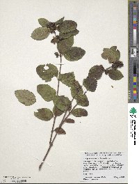 Symphoricarpos occidentalis image