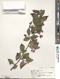 Cotoneaster bullatus image