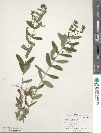 Hypericum punctatum image