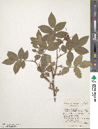 Rosa acicularis image