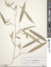 Phyllostachys viridiglaucescens image