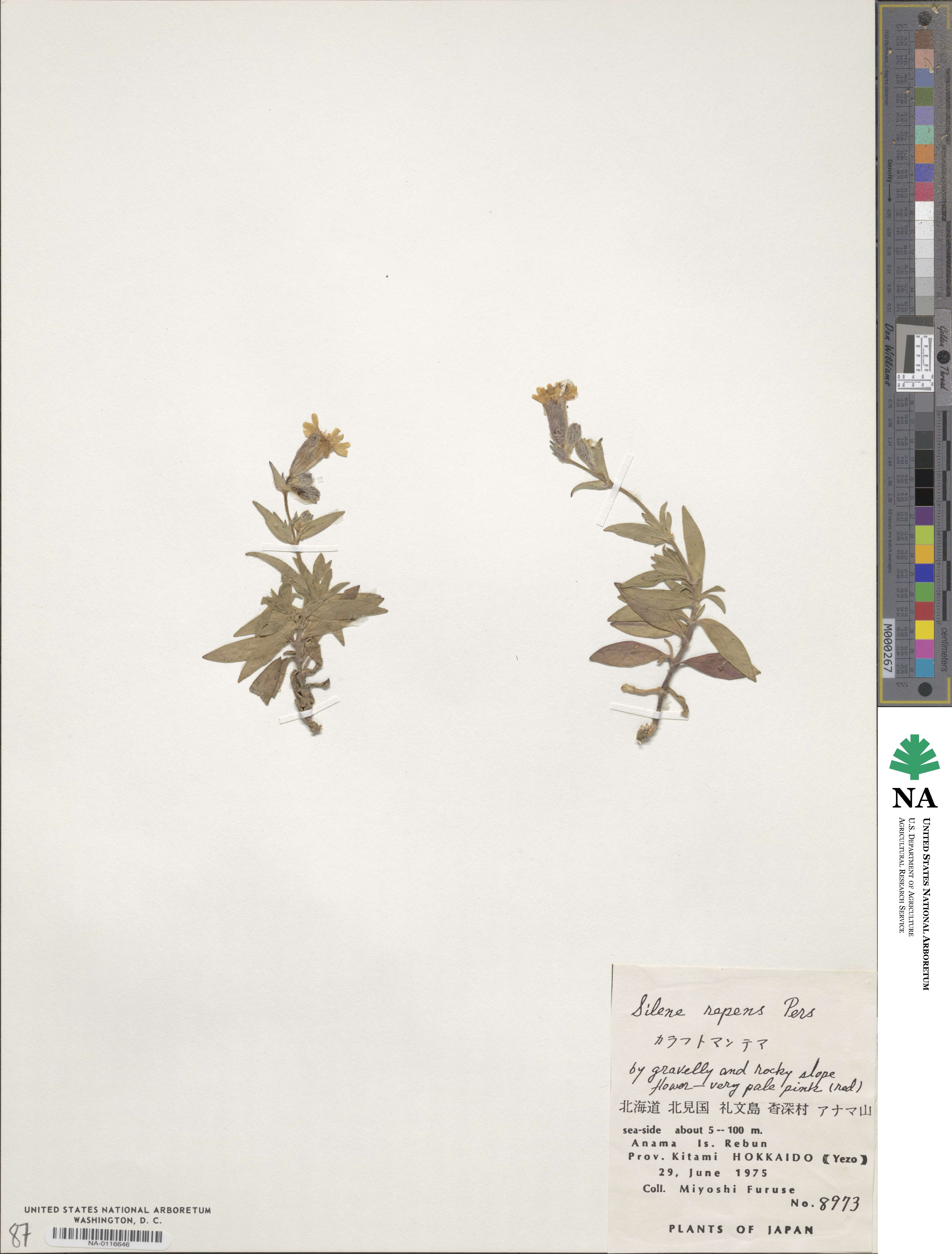 Silene repens image