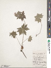 Geranium erianthum image