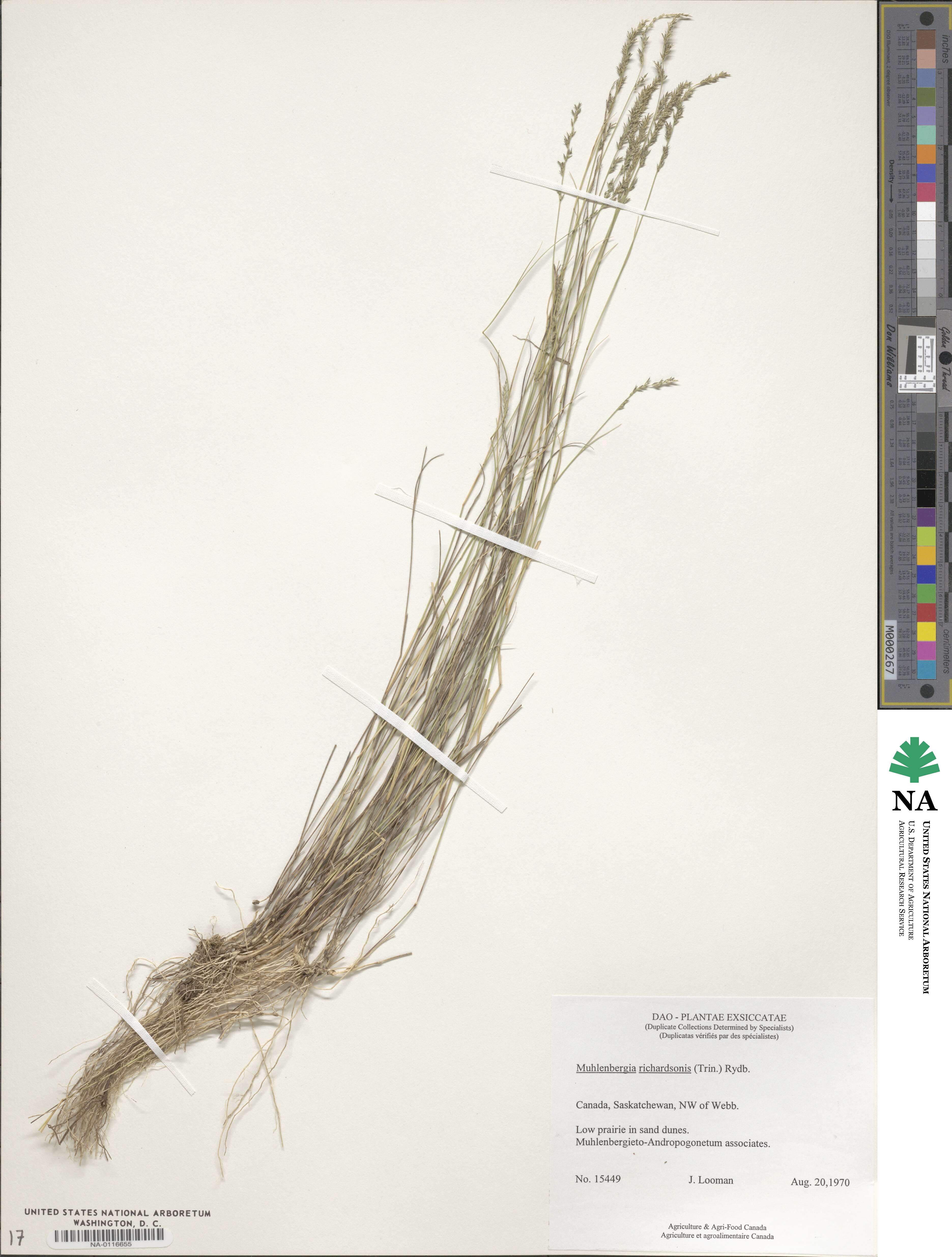 Muhlenbergia richardsonis image