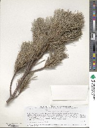 Pinus pumila image