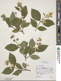 Philadelphus inodorus image