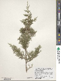 Juniperus virginiana image