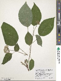 Hydrangea anomala image